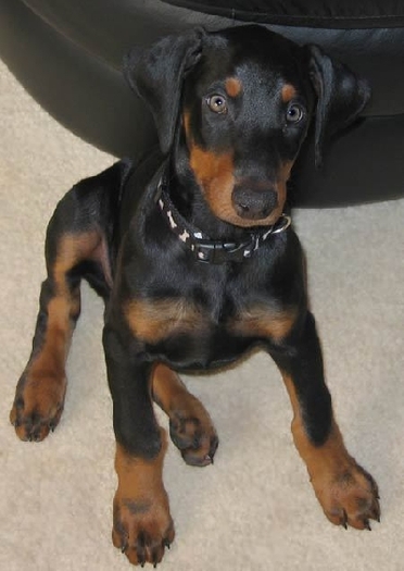 78d2c8f89ef6d4332523e82269873a02 - Doberman