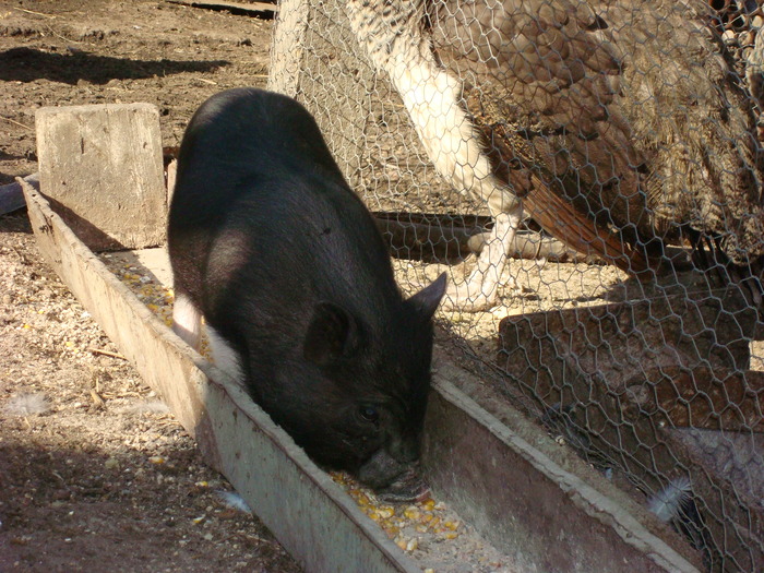 DSC06800 - PORCI  VIETNAMEZI