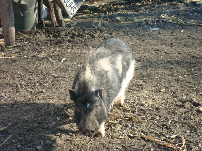 DSC06804 - PORCI  VIETNAMEZI