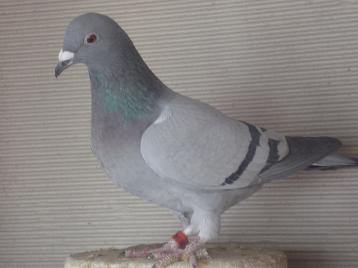 DSC03587 - zburatori