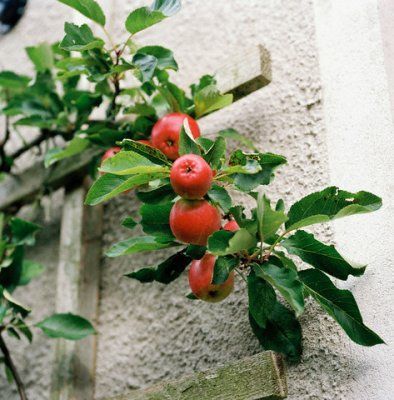 DSC9079 - fructe si preparate din fructe