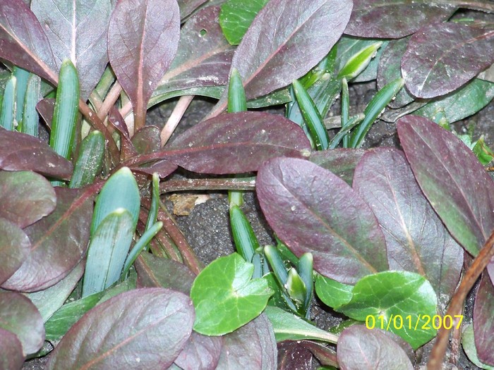100_8712 - Ghiocei_  2010-2011