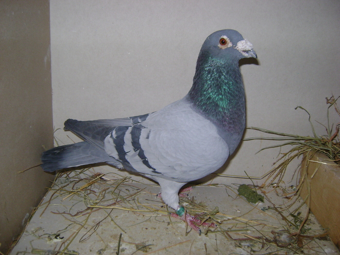 albastru 2001(chebeleu dan) - porumbei matca