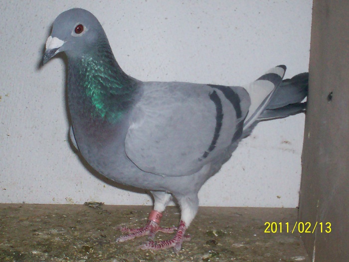 100_1917 - porumbei voiajori