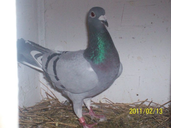 100_1921 - porumbei voiajori