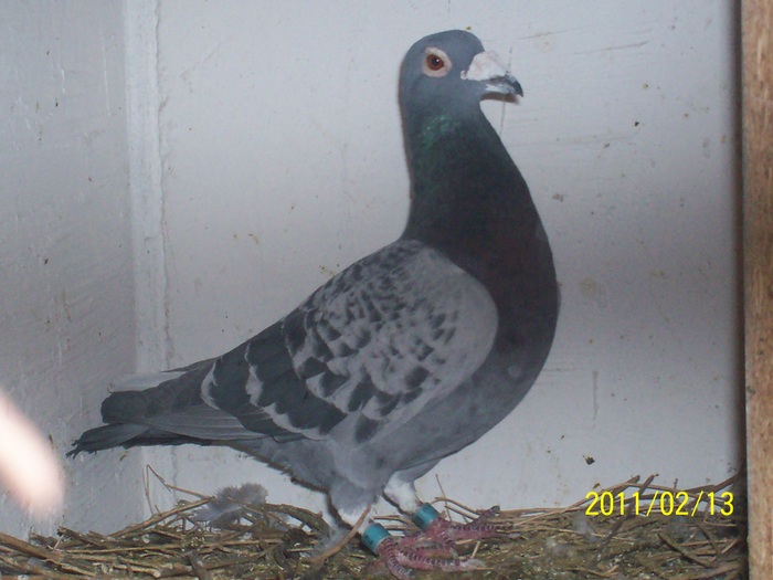 100_1924 - porumbei voiajori