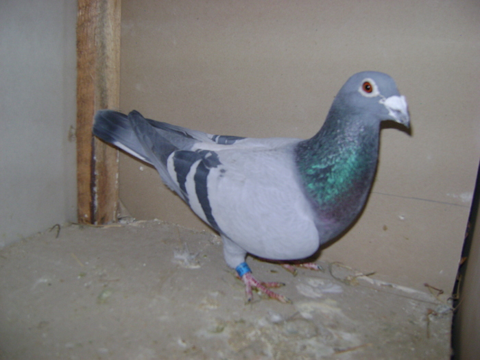 alb 2008(tirsinaru sergiu-tm) - porumbei matca
