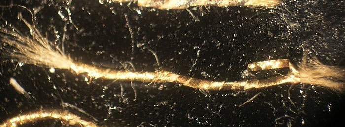 T18.2_30xasta