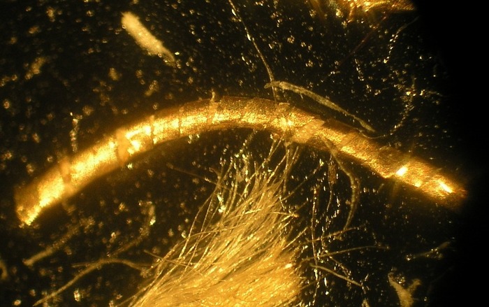 T18.3_50x  1