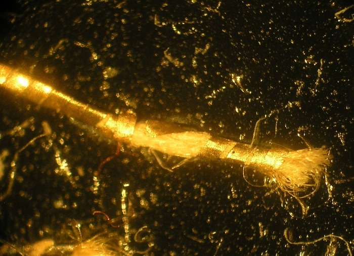 T18.3_50x  2