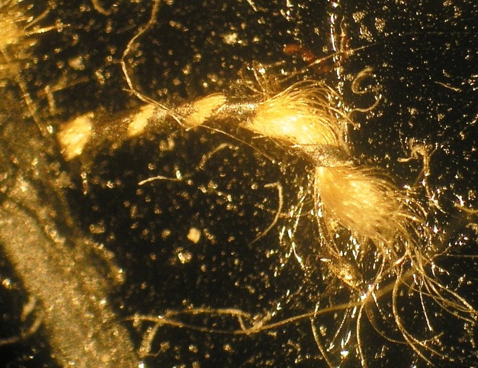 T18.4_50x