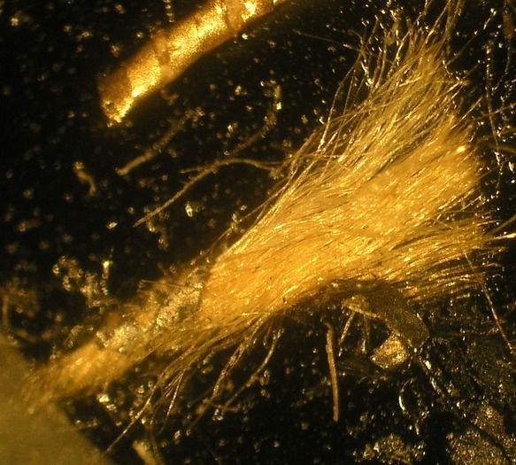 T18.5_50x