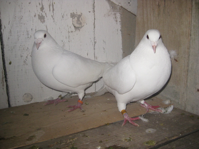 Picture 316 - Porumbei Voiajori Albi pentru nunti