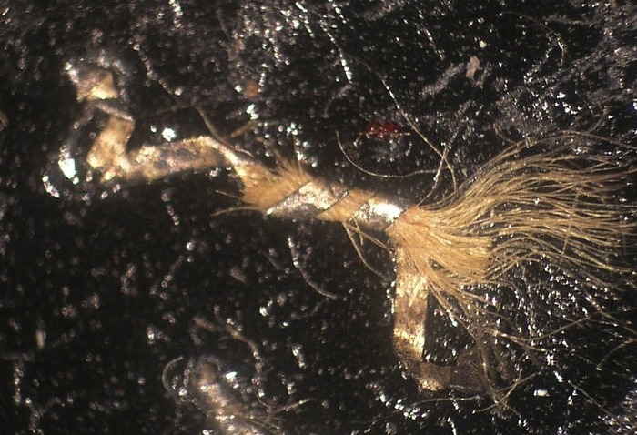 T27.6_30x