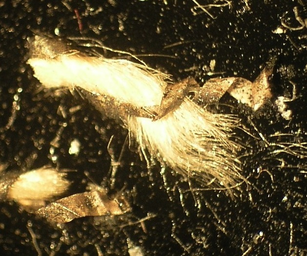 T12.4_30xa