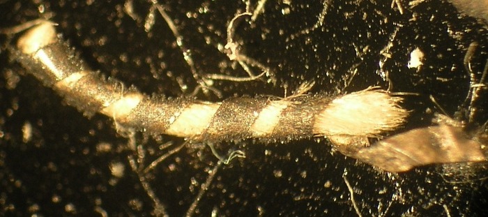 T12.5_50x