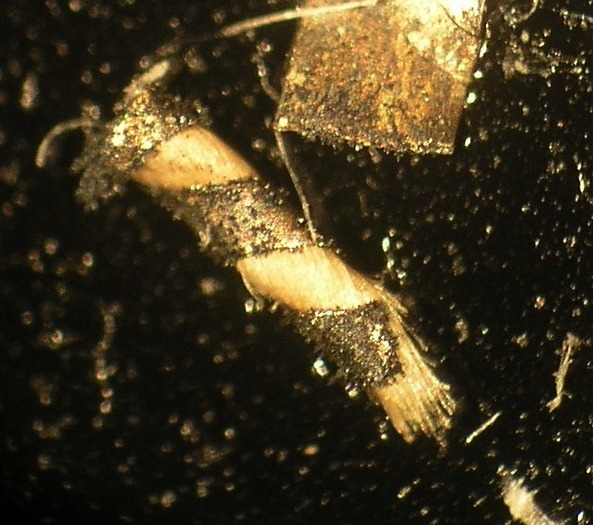 T12.6_40x