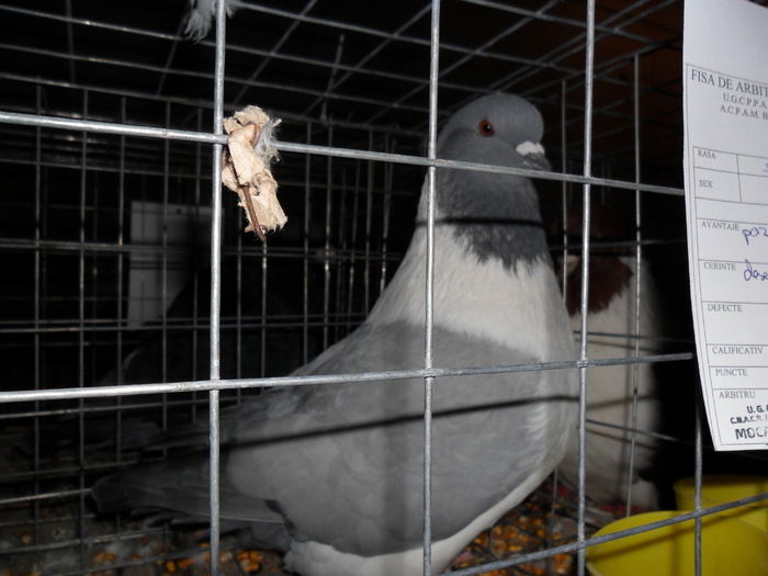 femela 2009 - porumbeii mei in expo Buzau