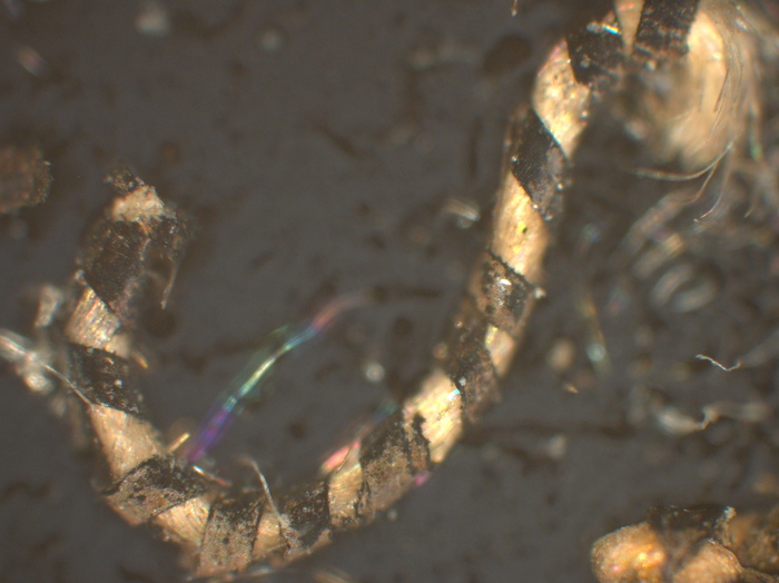 T11.3_5x  Epi Pol  a