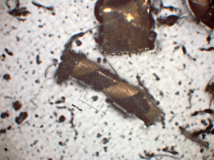 T12.6_5x Epi BF  MASURAT