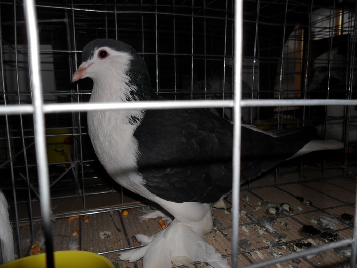 mascul 2009 94P - porumbeii mei in expo Buzau
