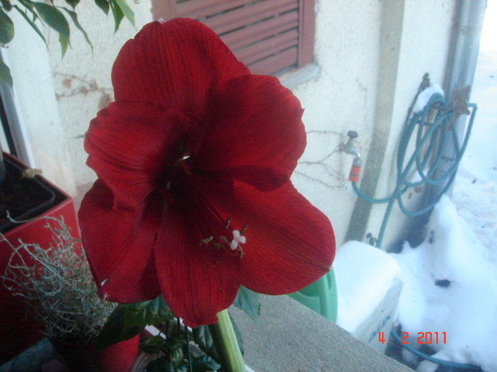 DSC05698 - amaryllis