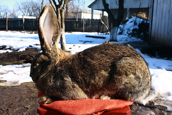 sunt un pic ciufulita - l-femela2 8kg 13febr