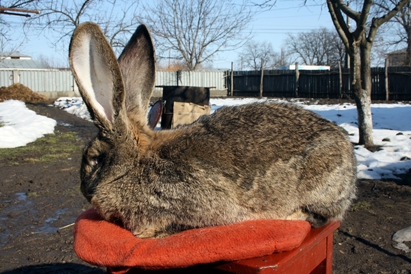 am fost in cuibusor de nebunii