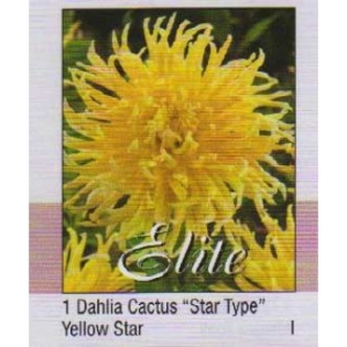 Yellow Star