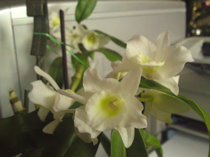 Dendrobium - 2011