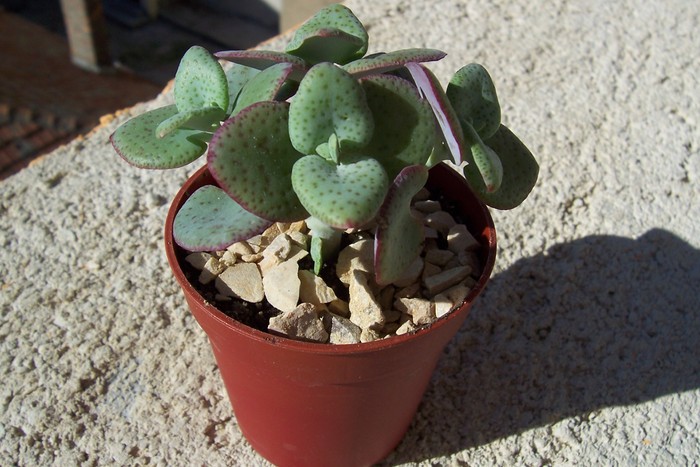 Crassula cordata; Colectie Tzep
