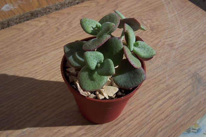 Crassula cordata; Colectie Tzep
