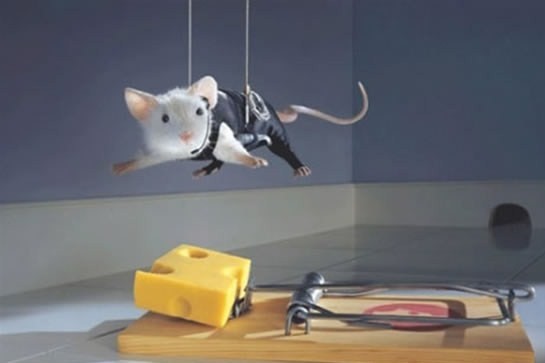 024_animale - 123 diverse