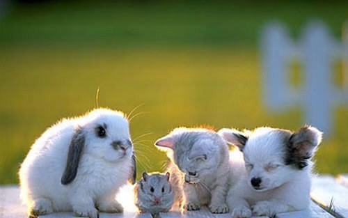 098_animale - 123 diverse