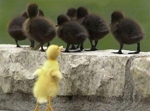 106_animale - 123 diverse