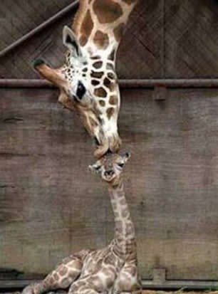 108_animale - 123 diverse