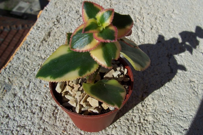 Crassula sarmentosa f. variegata; Colectie Tzep
