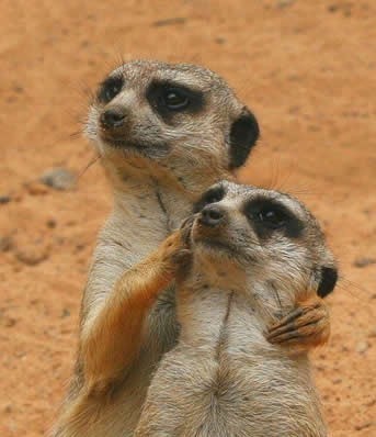 332_animale - 123 diverse