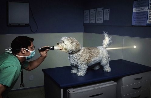 86845_la_doctor_cu_catelul - 123 diverse
