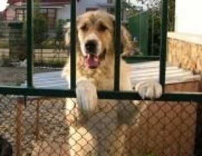 dati-mi drumul sunt nevinovat