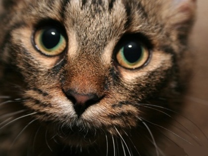 Ochi de pisicutza .. sunt asa frm.. :X:X - animle amuzante