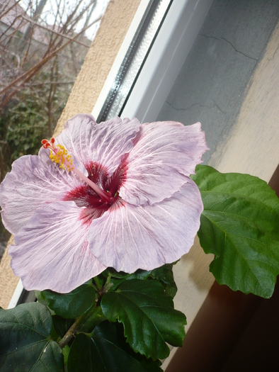 Wagon Wheel - HIBISCUSI 2011-1