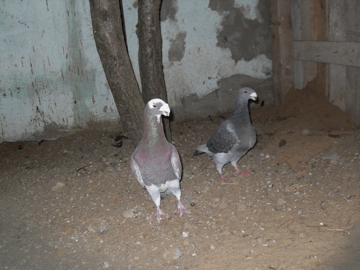 SDC12403 - Voiajori Germani de Frumusete