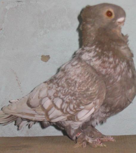 GLEHYZGXQUHHXVBNLDV - arhiva