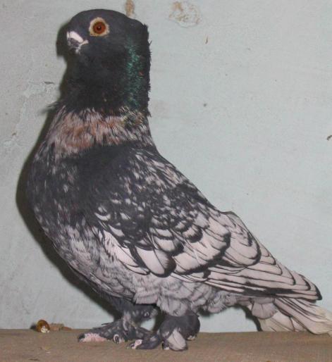 LAHHHDIZWUMFCEEXAIN - arhiva