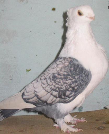 MOVDWMONZPOYCVWBSVN - arhiva