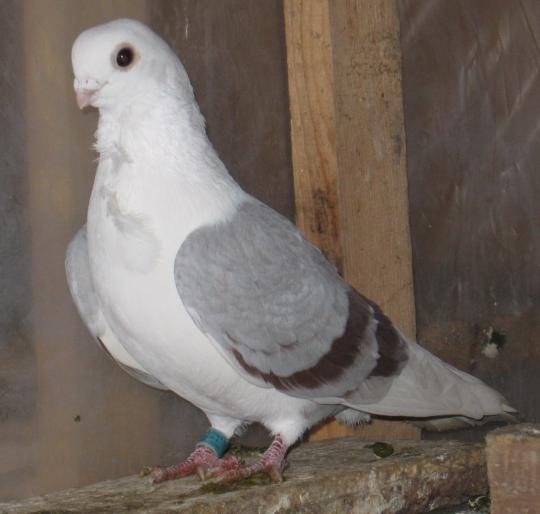 MYNJOLURWDDPHECLXKX - arhiva