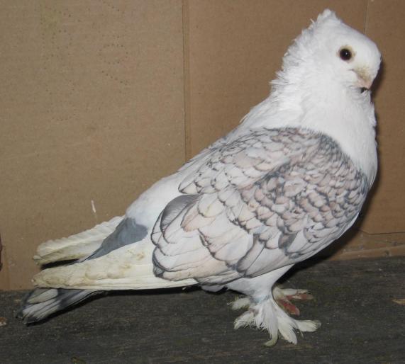 QEKLOTPIICQSQTJXPMZ - arhiva