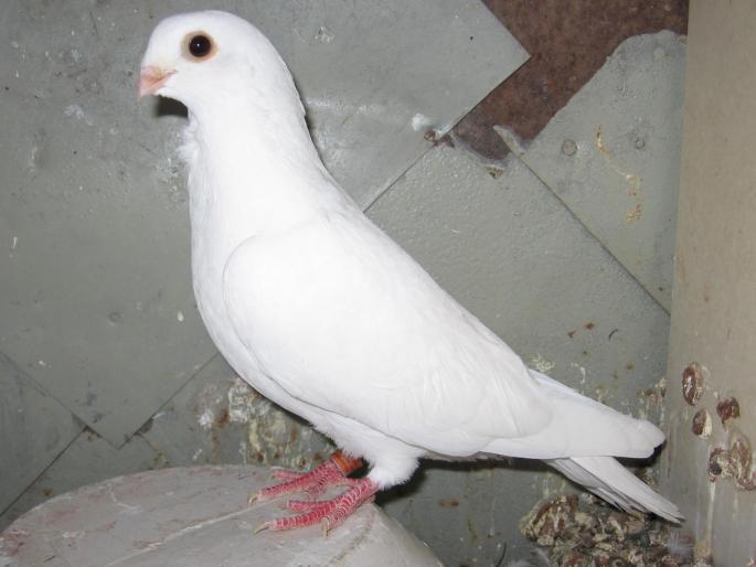 VVREQINAMBJWRFSAGZF - arhiva