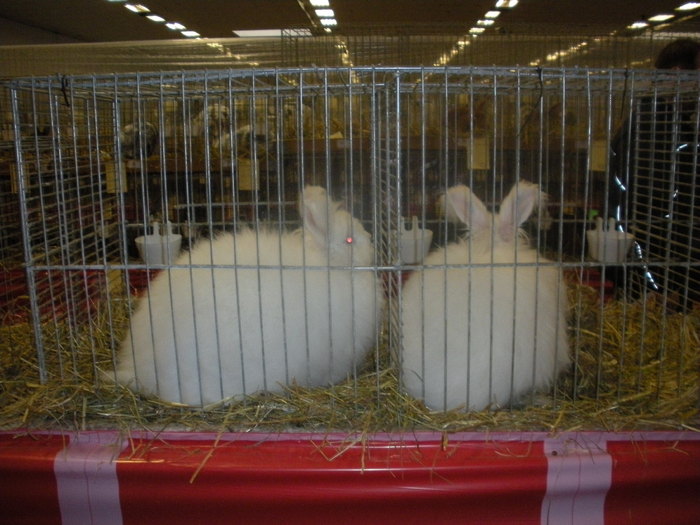 angora